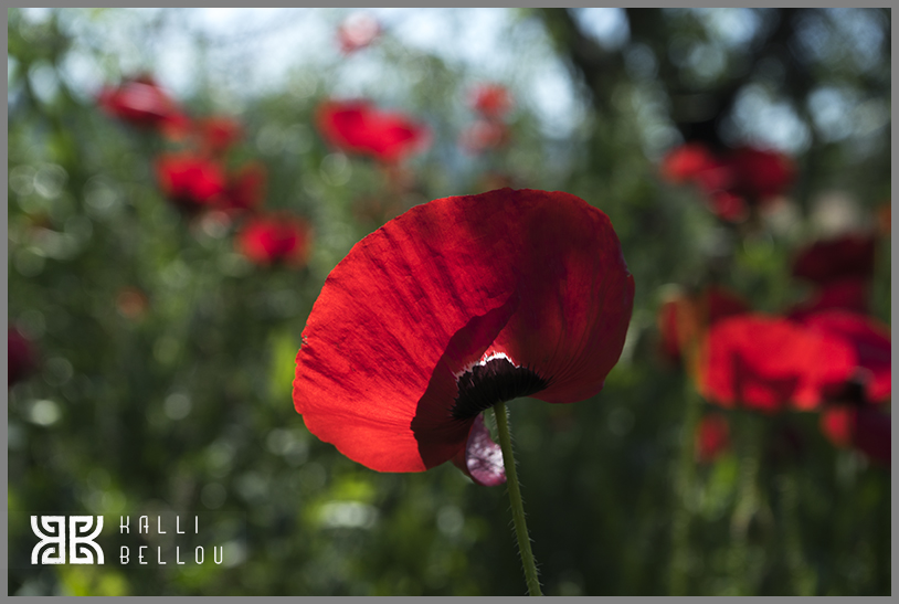 � Kalli Bellou / www.kallibellou.com